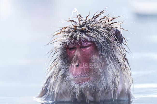 Снігова мавпа (Macaca fuscata) під дощем; Наґано, регіон Чубу, Японія. — стокове фото