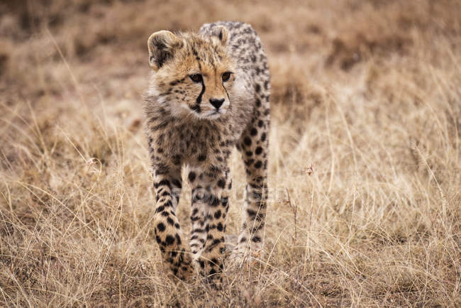 Selective focus shot of majestic cheetah in wild nature — Stock Photo