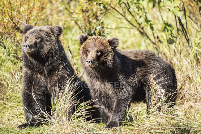 Мальовничий вид на величних ведмедів на дикій природі — стокове фото