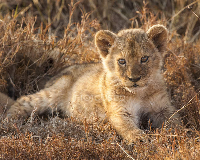 Escénica vista del pequeño león majestuoso lindo en la naturaleza salvaje - foto de stock