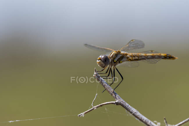 A Variegated Meadowhawk Dragonfly (Sympetrum corruptum) perching on a twig; Willows, California, United States of America — Stock Photo
