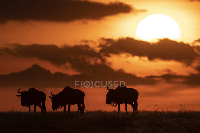 Vista panoramica di maestoso gnu blu contro il tramonto nella natura selvaggia — Foto stock