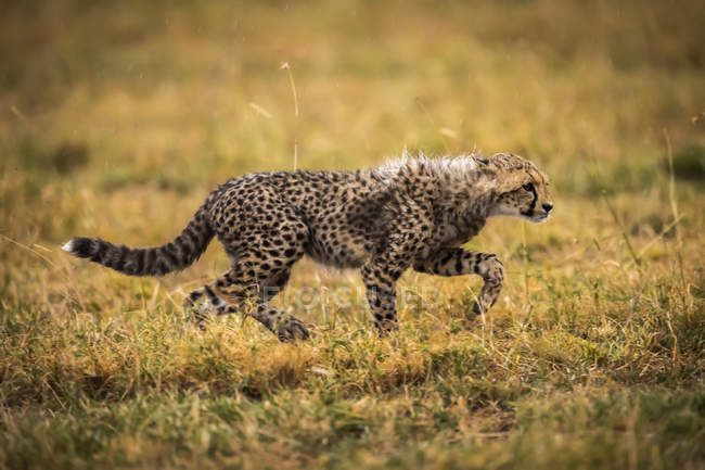 Вибірковий знімок фокусу величного гепарда в дикій природі — стокове фото
