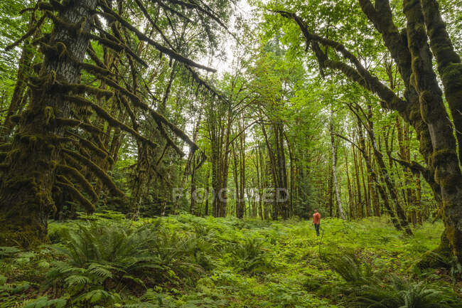 Un uomo in piedi in una foresta pluviale con alberi e felci ricoperti di muschio, vicino al lago Cowichan; British Columbia, Canada — Foto stock