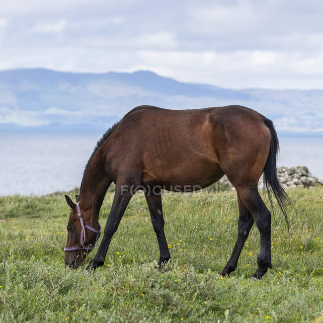 Malerischer Blick auf majestätische Pferde in der Landschaft — Stockfoto