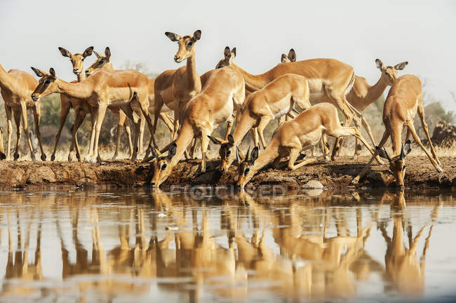Niedlich schöne Impalas am Tränkplatz in wilder Natur — Stockfoto