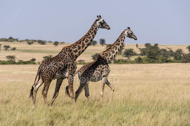 Due giraffe che camminano fianco a fianco nell'erba, Kenya — Foto stock