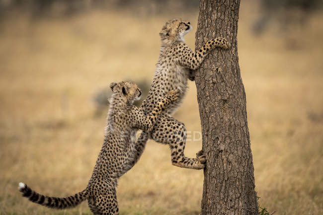 Милые и величественные гепарды в дикой природе — стоковое фото