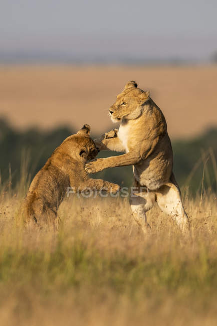Мальовничий вигляд величних левів, що борються за дикими природою — стокове фото