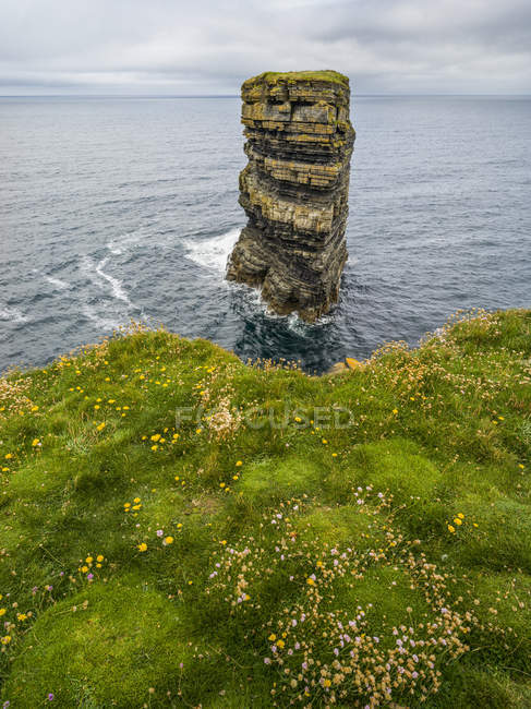 Sea Stack in the water and wildflowers on the grass above, Downpatrick Head, Wild Atlantic Way, Killala, County Mayo, Irlanda — Foto stock