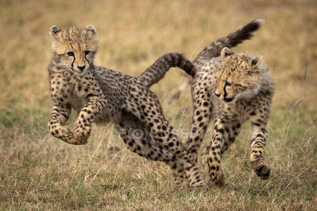 Niedliche und majestätische Geparden in wilder Natur — Stockfoto