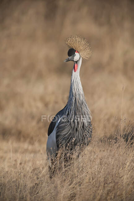 Graugekrönter Kranich (Balearica regulorum), Ngorongoro-Krater; Tansania — Stockfoto