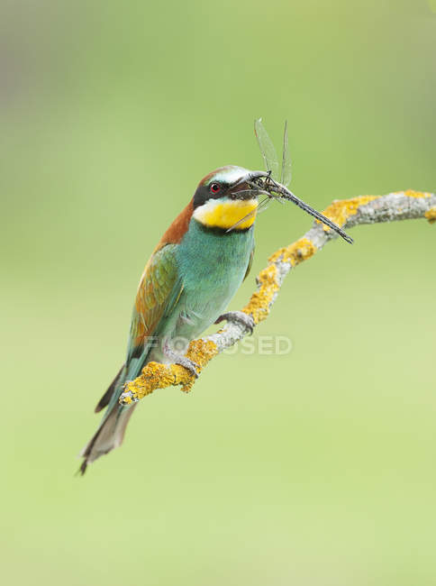 European bee-eater sitting on branch with insect in beak against blurred background — Stock Photo