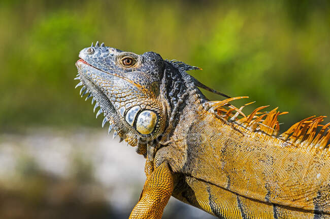 Primer plano de los detalles de la cabeza y el cuerpo coloridos de una iguana, Bahía Corozal; Belice - foto de stock