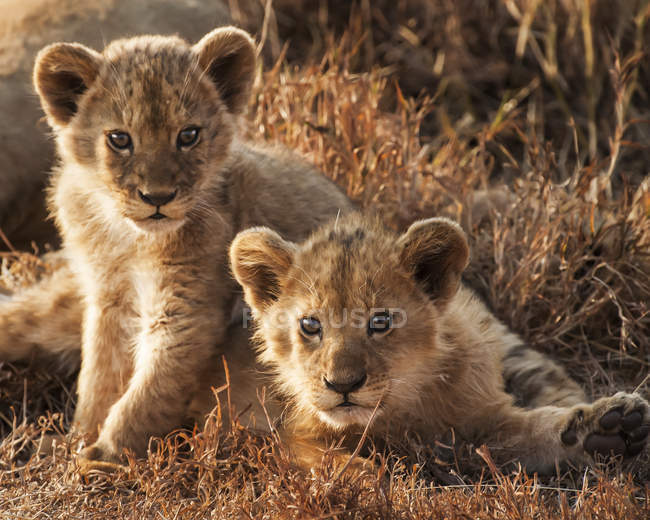 Мальовничий вид на милі маленькі величні леви в дикій природі — стокове фото
