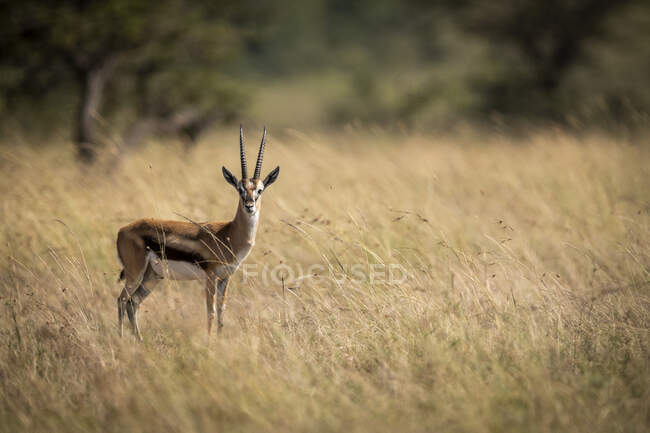 Thomsons Gazelle (Eudorcas thomsonii) steht im Gras vor der Kamera, Maasai Mara National Reserve; Kenia — Stockfoto