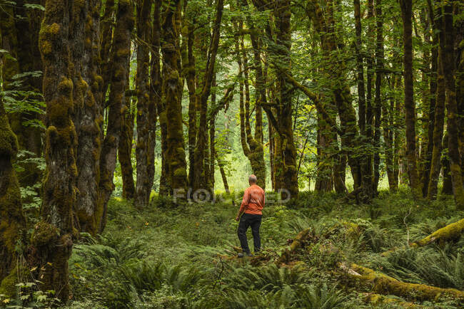 Un uomo che cammina in una foresta pluviale con alberi e felci ricoperti di muschio, vicino al lago Cowichan; British Columbia, Canada — Foto stock