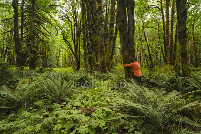 Un uomo che abbraccia un albero in una foresta pluviale con alberi e felci ricoperti di muschio, vicino al lago Cowichan; British Columbia, Canada — Foto stock