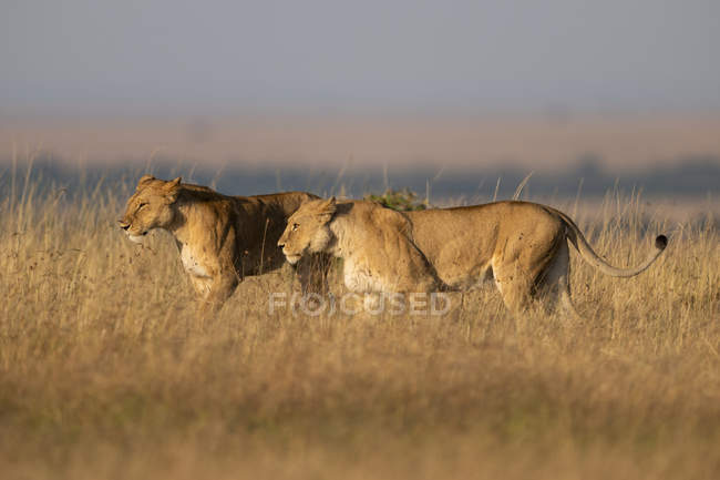 Мальовничий вид на величні леви на дикої природи — стокове фото