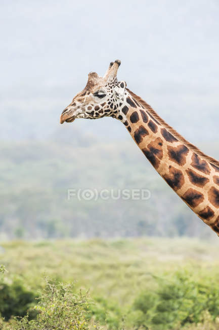Retrato de linda jirafa contra el paisaje borroso - foto de stock
