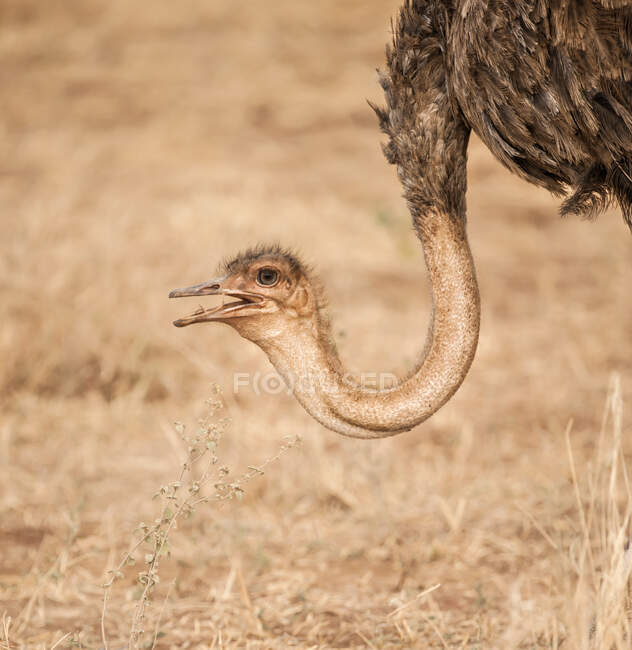 Avestruz macho (Struthio camelus), cráter de Ngorongoro; Tanzania - foto de stock