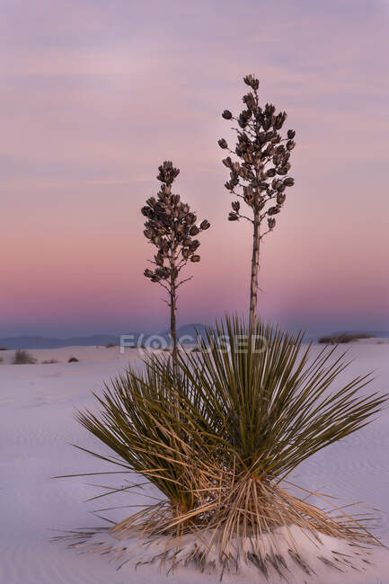 Завод Yucca на закате, Национальный памятник Уайт-Сэндс; Аллегордо, Нью-Мексико, Соединенные Штаты Америки — стоковое фото