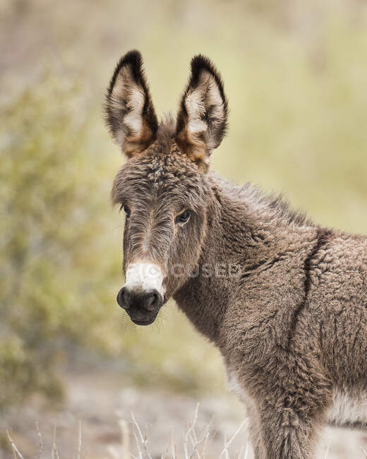 Young burro, Buckskin Mountain State Park; Arizona, Stati Uniti d'America — Foto stock