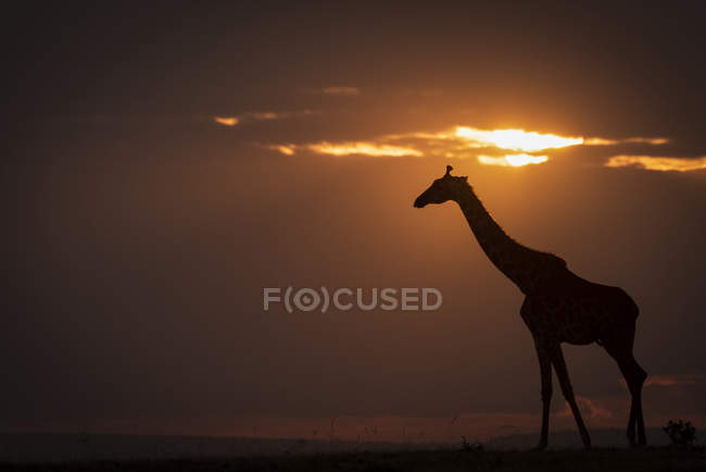 Silhouette einer Giraffe, die bei Sonnenuntergang gegen den Horizont läuft — Stockfoto