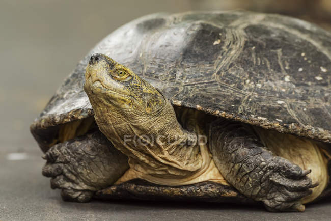 Vista de perto da tartaruga deitada no caminho cinzento — Fotografia de Stock