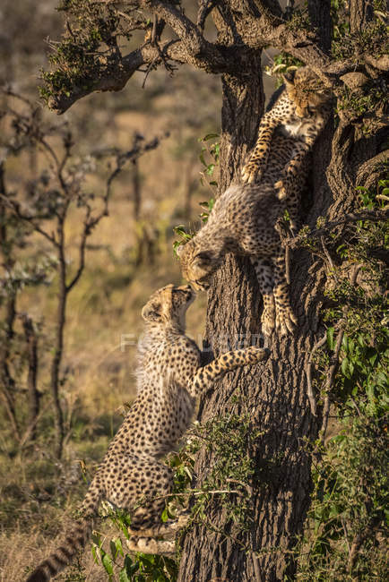 Ghepardi carini e maestosi nella natura selvaggia — Foto stock