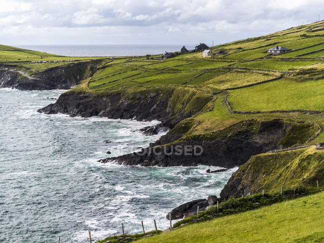 Üppiges, leuchtend grünes Gras auf Feldern entlang der zerklüfteten Küste von County Kerry, Ballyferriter, County Kerry, Irland — Stockfoto
