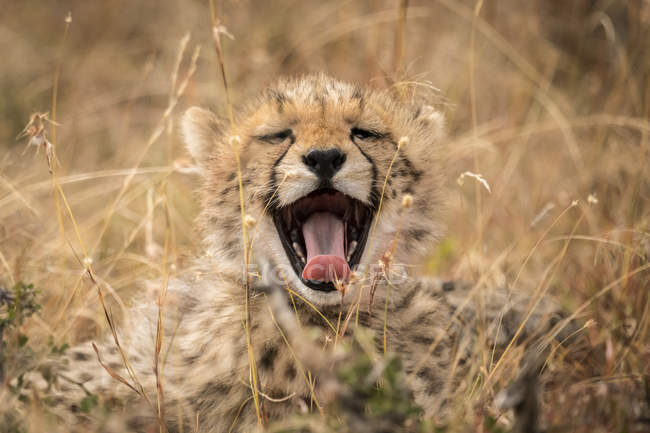 Enfoque selectivo disparo de bozal guepardo lindo en la naturaleza salvaje - foto de stock