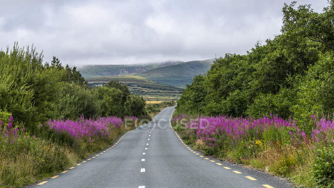 Route dans le Wild Atlantic Way bordée de fleurs sauvages vibrantes, Glenamoy, comté de Mayo, Irlande — Photo de stock
