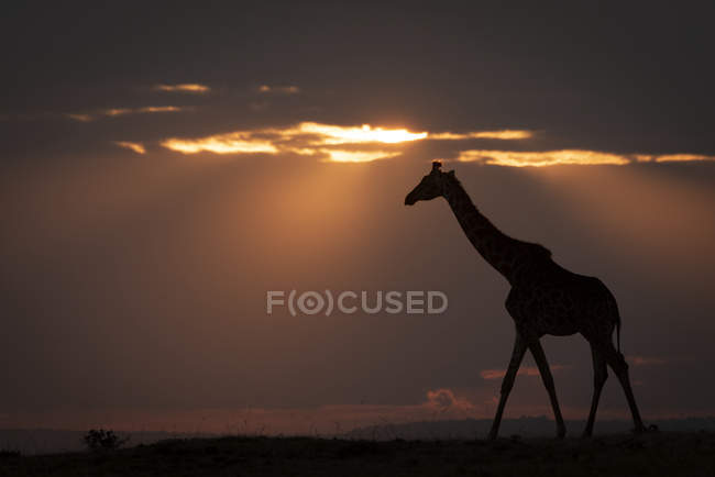 Silueta de jirafa caminando contra el horizonte al atardecer - foto de stock
