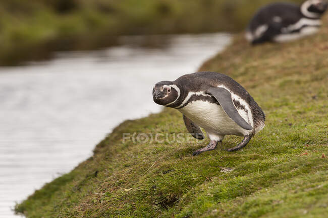 Pinguim-de-magalhães (Spheniscus magellanicus), Ilha de Saunders, Malvinas — Fotografia de Stock