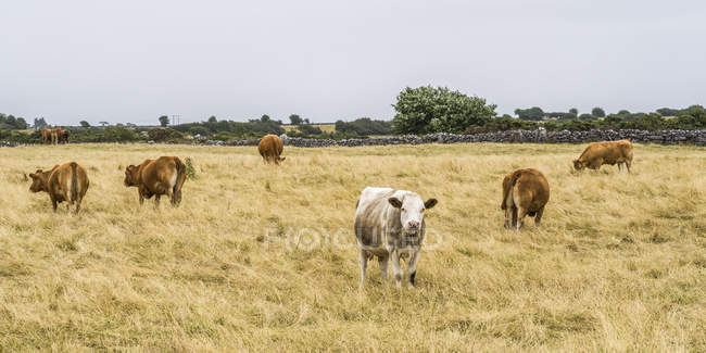 Mandria di mucche al pascolo sotto il cielo grigio — Foto stock