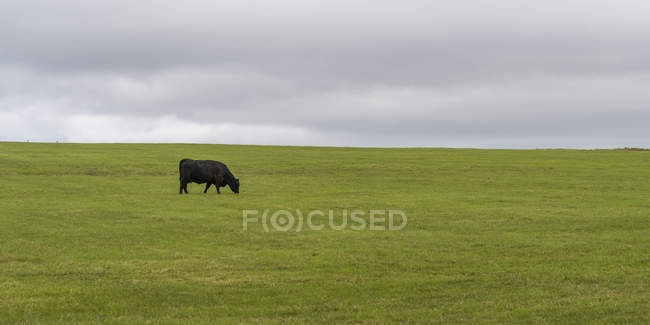 Вид на чорну корову на зеленому лузі — стокове фото