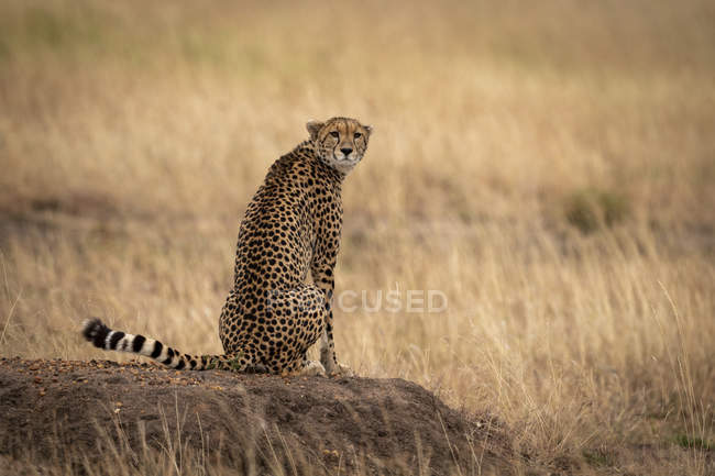Селективный снимок величественного гепарда в дикой природе — стоковое фото