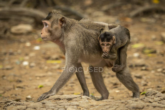 Long-tailed macaque carries baby over leafy sand — Stock Photo