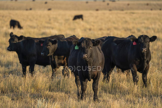 Vista panorámica del rebaño de vacas negras en los pastos - foto de stock