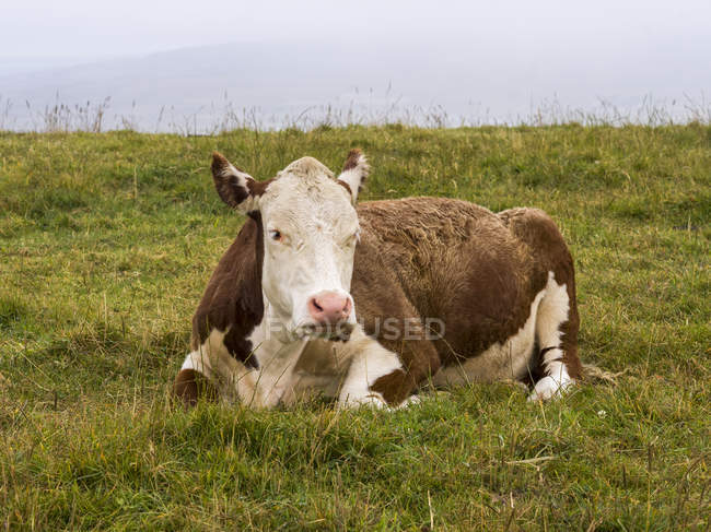 Милая корова, лежащая на зеленой траве — стоковое фото