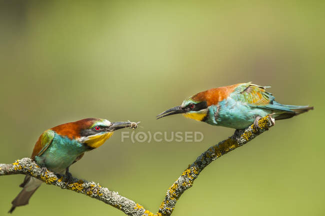 European bee-eaters sitting on branch against blurred background — Stock Photo