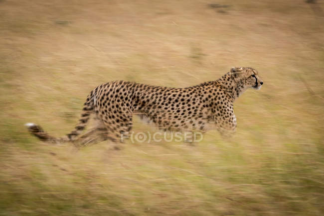 Focus selettivo colpo di maestoso ghepardo nella natura selvaggia — Foto stock
