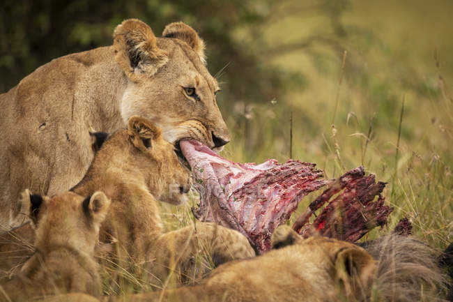 Мальовничим видом величний левів їжі здобич на дикої природи — стокове фото