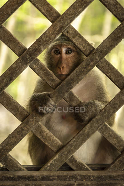 Close-up of long-tailed macaque sitting behind wood trellis window — Stock Photo