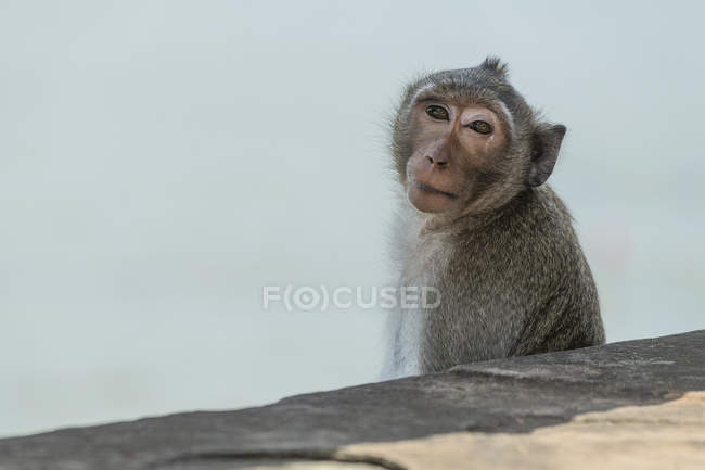 Cámara de cola larga frente a macaco en puente de piedra - foto de stock