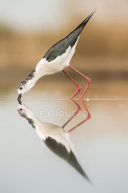 Gafanhotos de pescoço preto (Himantopus mexicanus) com reflexo na água, Bences Hide; Pusztaszer, Hungria — Fotografia de Stock