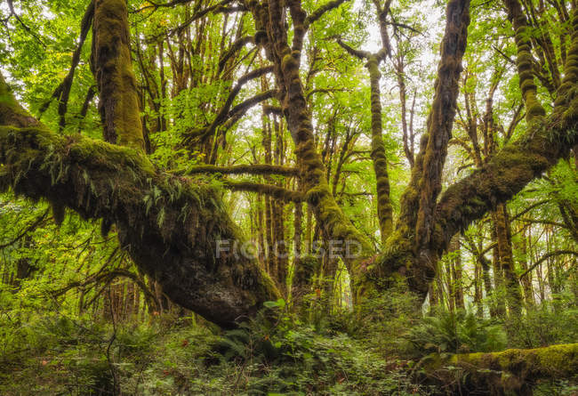 Musgo grosso pendurado em árvores em uma floresta tropical perto do Lago Cowichan, Colúmbia Britânica, Canadá — Fotografia de Stock
