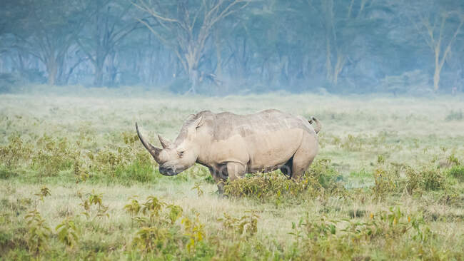 Rhinocéros blanc (Ceratotherium simum), parc national du lac Nakuru ; Kenya — Photo de stock