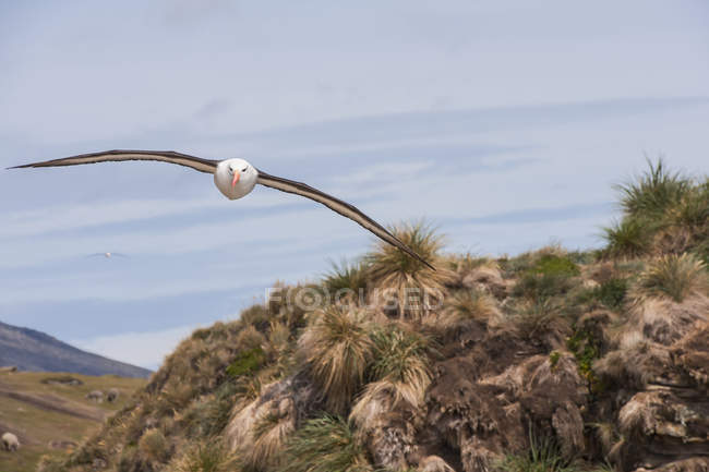 Albatroz-de-testa-preta voando sobre a praia arenosa — Fotografia de Stock